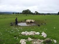 Tag 6 - 1 - Besuch beim Schäfer Neil (4)