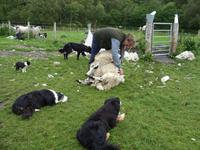 Tag 6 - 1 - Besuch beim Schäfer Neil (5)