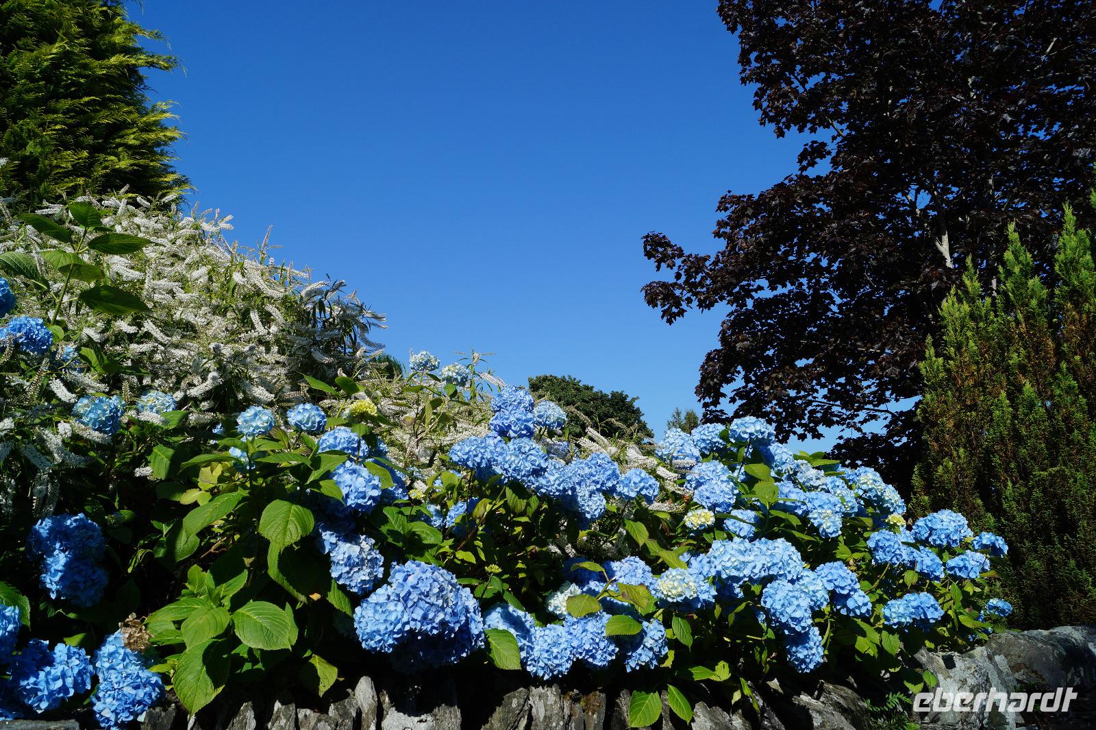 Luss, Loch Lomond - Hortensien blühen mit dem blauen Himmel um die Wette