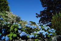Luss, Loch Lomond - Hortensien blühen mit dem blauen Himmel um die Wette