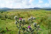 Distel (schottische Nationalblume) auf Skye