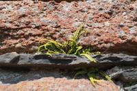 Farne im Mauerwerk der Iona Nunnery 