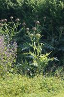 Artischocken auf Iona 