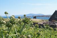 Artischocken auf Iona 