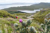 Schottische Nationaldistel im Quiraing, Skye 