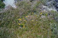 Blüten im Heidekraut