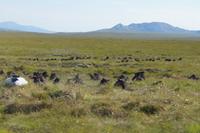 Trocknender Torf in der nordschottischen Einsamkeit