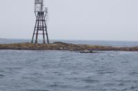 Robben liegen auf den Felsen