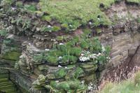 Seevogelkolonie bei den Duncansby Stacks