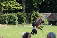 Beizvogelvorführung