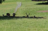Hirschgehege Blair Atholl Castle