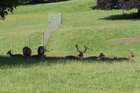 Hirschgehege Blair Atholl Castle
