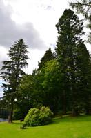 088 Dunkeld, Baumriesen im Park