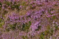 133 Cairngorm Mountains, Heide