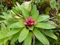 Glasgow - Botanischer Garten 