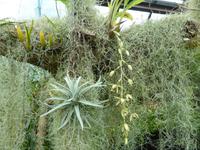 Glasgow - Botanischer Garten 