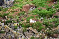 176 Brütende Seevögel