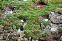 177 Brütende Seevögel