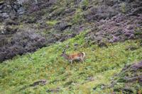 223 Nordwest- Highlands, Geopark Knockan Crag, Rothirsch