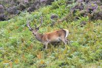 224 Nordwest- Highlands, Geopark Knockan Crag, Rothirsch