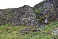 225 Nordwest- Highlands, Geopark Knockan Crag, Rothirsch