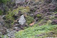 226 Nordwest- Highlands, Geopark Knockan Crag, Rothirsch