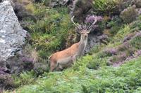 227 Nordwest- Highlands, Geopark Knockan Crag, Rothirsch