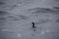 267 Überfahrt zu den Orkneys, Komoran