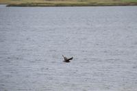 309 Okneys, Raubmöve