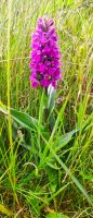 170 Highlands, Glen Garry, Knabenkraut
