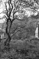 Rundreise Schottland-14