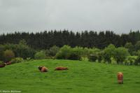 Rundreise Schottland-116