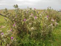 Distel - Wappenblume Schottlands