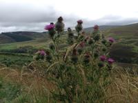 Schottlands Nationalblume