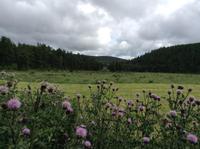 die schottischen Diesteln