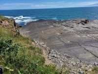 Robbenfelsen bei Old Wick Castle