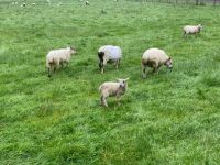 3. Tag – Wanderung im Glen Nevis