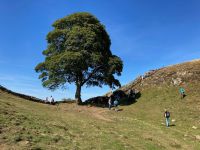 11. Tag – Wanderung am Hadrianswall – Sycamore Tree