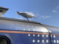 4. Reisetag – Von Fort William zum Eilean Donan Castle und zurück – Blinder Passagier