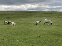 6. Reisetag – Von Grantown zu den Orkneys – Wanderung zu den Stacks of Duncansby