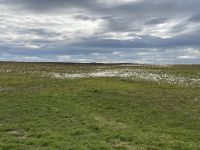 6. Reisetag – Von Grantown zu den Orkneys – Wanderung zu den Stacks of Duncansby