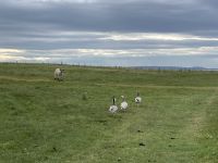 6. Reisetag – Von Grantown zu den Orkneys – Wanderung zu den Stacks of Duncansby