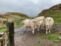 11. Reisetag – Von Edinburgh nach Dumfries – Wanderung am Hadrianswall – Neugierige Kühe auf dem Weg