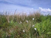 Wollgarns: eine Sumpfpflanze