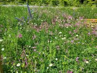 Wildblumen bei Armadale