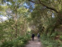 2. Reisetag: Loch Lomond & West Highland Way – Wanderung von Rowardennan nach Inversnaid