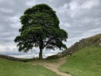 11. Reisetag – Von Edinburgh nach Dumfries – Wanderung am Hadrianswall – Sycamore Gap aus „Robin Hood“