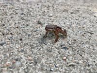 9. Reisetag – Von Inverness nach Edinburgh – Wanderung um den Loch Morlich im Cairngorms-Nationalpark