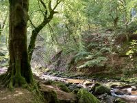 9. Reisetag – Von Inverness nach Edinburgh – Wanderung auf den Spuren von Robert Burns zu den „Birks of Aberfeldy“