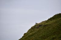 219 Nordwest- Highlands, Geopark Knockan Crag, Rothirsch